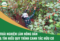 Trải Nghiệm Làm Nông Dân & Tìm Hiểu Quy Trình Canh Tác Hữu Cơ