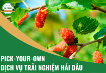 Dịch vụ trải nghiệm hái dâu (Pick-your-own)