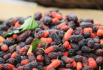 Claritas est etiam processus dynamicus. (1)