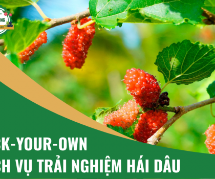 Dịch vụ trải nghiệm hái dâu (Pick-your-own)