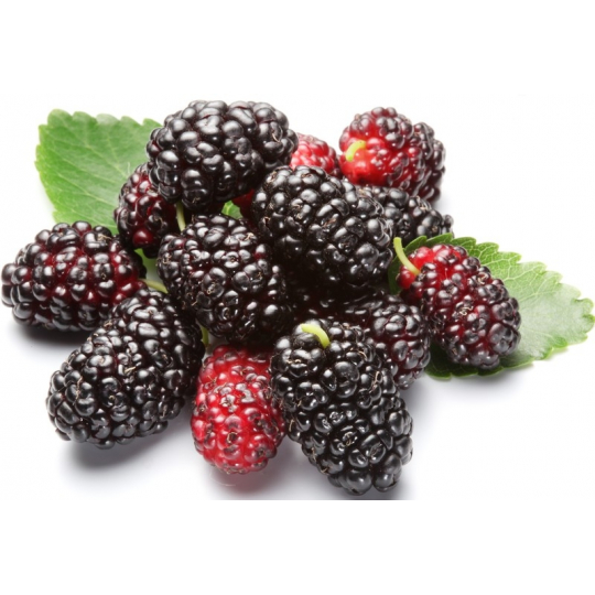 Dâu tằm tươi hữu cơ Ba Phong