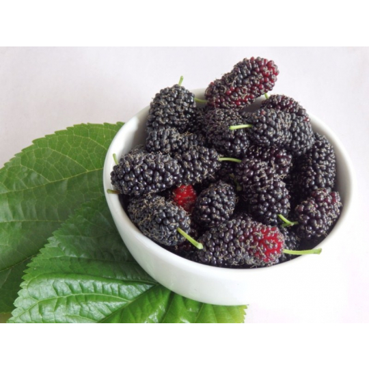 Dâu tằm tươi hữu cơ Ba Phong